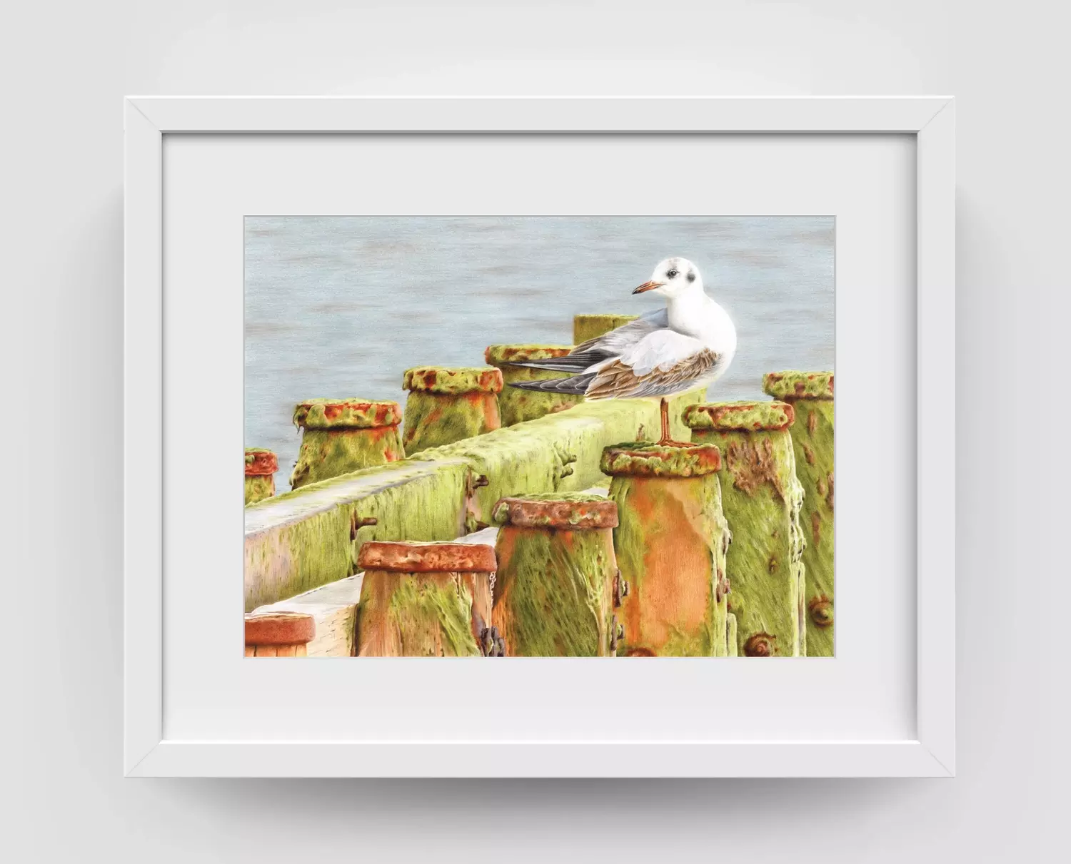 Black-headed Gull Framed Picture